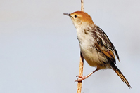 Cisticola tinniens